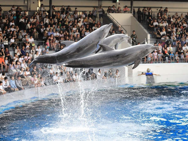 ファミリーにおすすめ 京都水族館チケット付プラン アーバンホテル京都二条プレミアム 宿泊予約は じゃらん