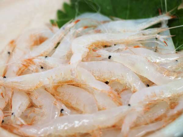富山の春 限定 富山湾の宝石 白エビ ホタルイカ ぷりっぷりの食感に感動 1泊2食付 民宿あお 宿泊予約は じゃらん