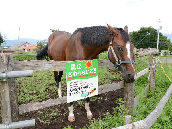 馬のお世話体験 500円別途 エサやり ブラッシング 厩舎の見学 早起きして貴重な体験 素泊まり 信州 愛和の森ホテル ログハウス 宿泊予約は じゃらん