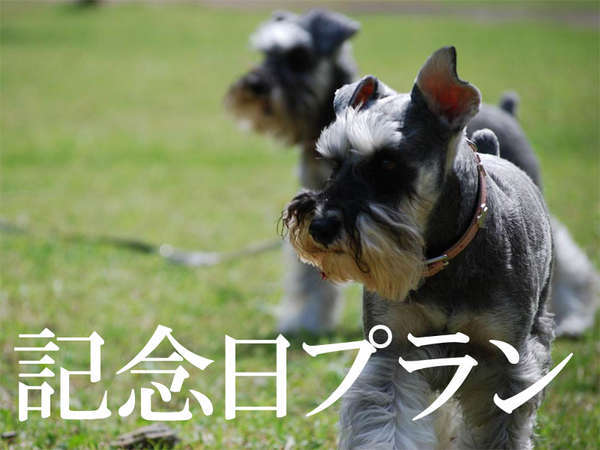 飼い主様のケーキ付き 記念日をワンちゃんとお祝い 誕生日 入学祝い 結婚記念日etc 愛犬癒しの宿 ｄｏｇ ｓ ｄａｙ ドッグデイ 宿泊予約は じゃらん