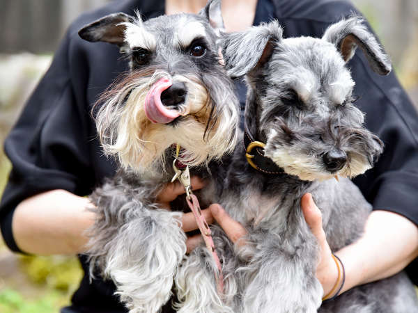 シュナシュナシュナ 愛犬癒しの宿 Ｄｏｇ'ｓ ｄａｙ（ドッグデイ