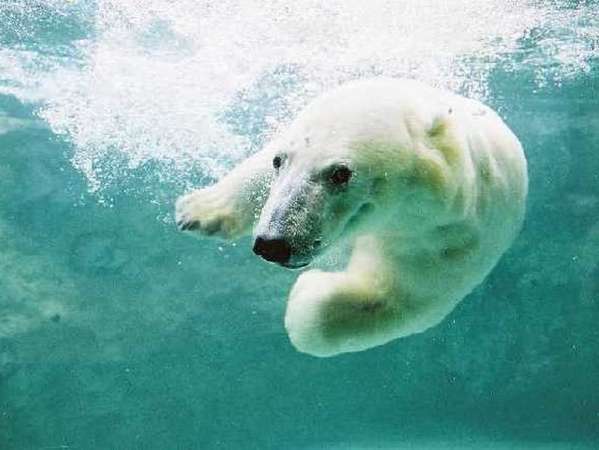 旭山動物園チケット付 旭川旅行満喫プラン 無料朝食付 天然温泉有 Wi Fi完備 家族旅行応援 スーパーホテル旭川 天然温泉 大雪山の湯 宿泊予約は じゃらん