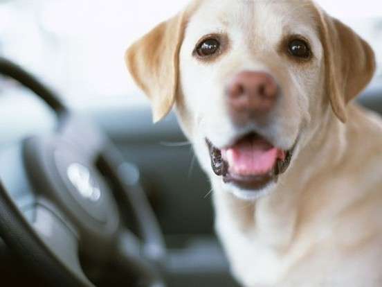 トゥラノ館 大型犬まで同伴ｏｋ ワンちゃんと一緒にお泊りプラン 2食付き 阿寒の森鶴雅リゾート花ゆう香 宿泊予約は じゃらん