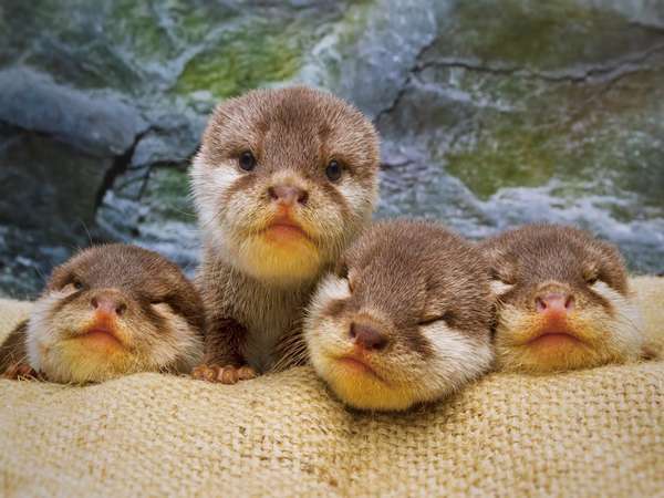 デートや家族旅行にもおすすめ 海遊館入場券付きプラン 朝食付 ホテルモントレ大阪 宿泊予約は じゃらん