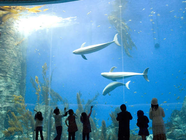 のとじま水族館チケット付き ご家族で能登の旅を満喫 ジンベエザメ イルカに会いに行く お子様大歓迎 舟盛の旨い宿 和倉温泉はまづる 宿泊予約は じゃらん