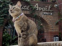 ���B�����R�A���F�[��