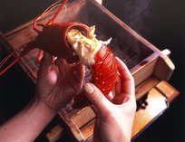 ������ �j���[�l�� �Ԃ̊� ��