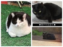 湯畑源泉 宮崎館