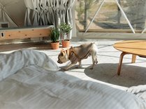 GLAMPING RESORT _˘Ze+one