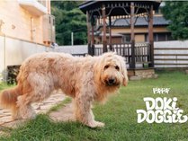 Doki Doggie �郖���V����BASE
