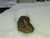 ペンション フェニックス
