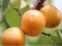 �z�e�����[�g�C���R�[�g��ȍX��