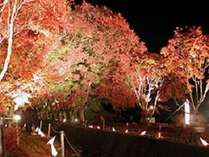 �S�S���̏����ȏh�@�ӂ��̐X