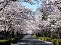 ���� �{�_���@�I�V���C���璷�Ҍk�J��]�ޏh