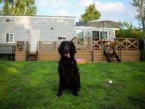 ENREI DOG VILLA ATTRAIT (�A�g���j