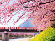 �R�R�f���[��