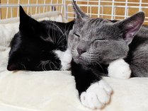 �R�e�[�W���ݕʑ� �O�����ăR�e�[�WSengan