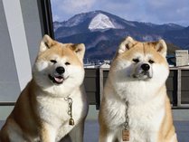 �ӂ邳�킨�񂹂�