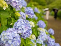 秩父長瀞 満天の星と雲海の宿 いこいの村ヘリテイジ美の山