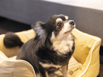 IMANO OSAKA SHINSAIBASHI HOSTEL