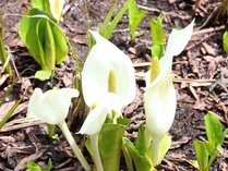 �ˉB���̏h�@������