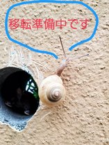 ʔThH