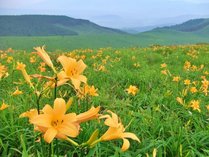 �y���V�����n�����i�A�E���j�P��