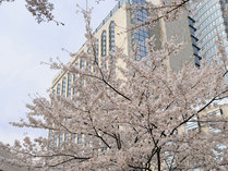 �O�����h �n�C�A�b�g ����