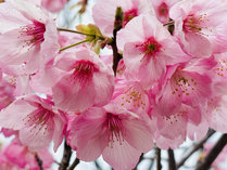 �̂��̂��܃A�C�����h�p�[�N�@�u���������h�l