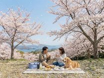 �y�b�g���]�[�g�@�u���C���Y�@�V��