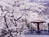 �z�e�������@�������J�E�F�ތ������g���b�R�d�Ԃ�������Ί�̏h