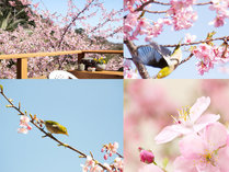 �C�̌�����y���V�����@�f�W����