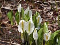 ���֒򍂌��@�v�`�z�e�����̎�