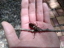 �y���V�����@�A���e�B�[�N